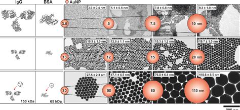 PDF Size Dependent Protein Nanoparticle Interactions In Citrate