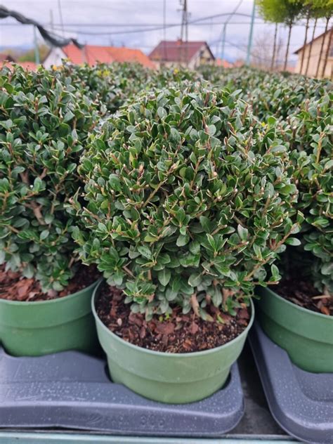 Ilex Crenata Jenny Ball 20 Cm