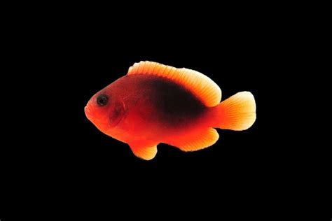 Shop Fire Clownfish Reeftopia Australia S Source For Premium Fish