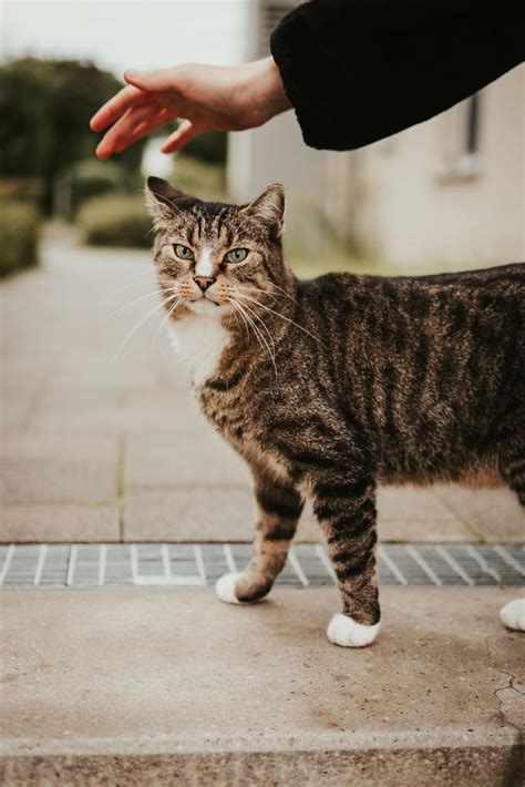 What Services Does Your Pet Need At The Vet Animals Pets Blogs