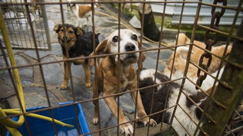 Las protectoras de animales al límite