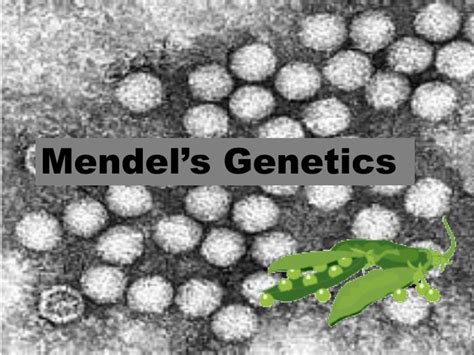 Ppt Mendels Genetics Powerpoint Presentation Free Download Id 3468062