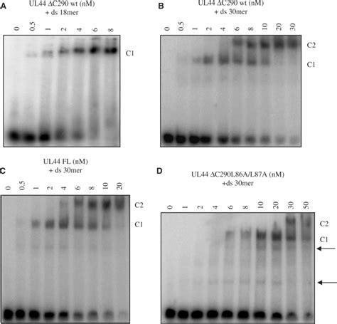 Electrophoretic Mobility Shift Analysis Of Ul Binding To