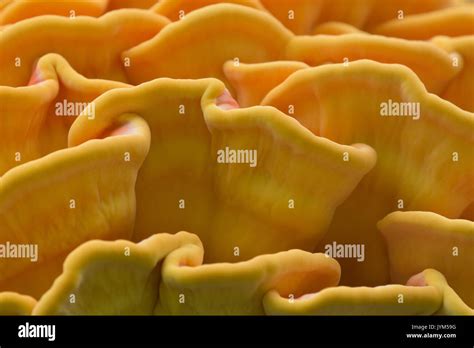 Bright Orange Fungus On Tree Hi Res Stock Photography And Images Alamy