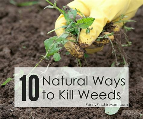 Ten Natural Ways To Kill Weeds