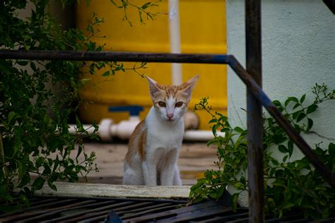 Close Up Shot Of An Arabian Mau Cat · Free Stock Photo