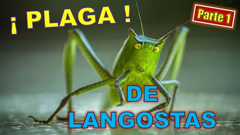 Plaga De Langostas Y La Biblia Parte Introducci N Youtube