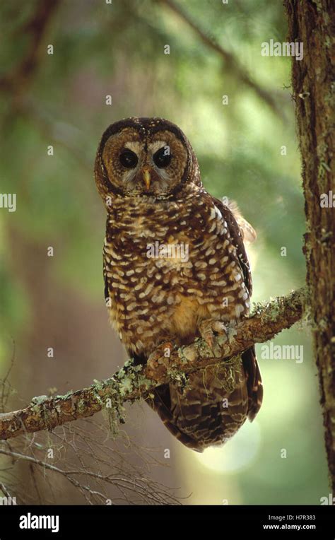 Northern Spotted Owl Strix Occidentalis Caurina Perching In Temperate Rainforest Tree