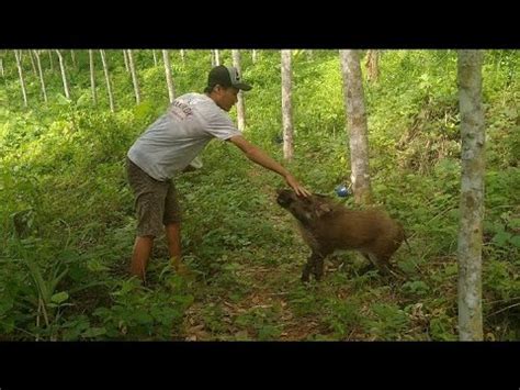 Moment langka Babi hutan celeng bisa jinak dan penurut ll 珍しい瞬間