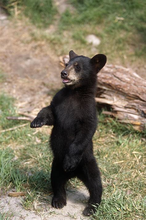 Baby Blav Bear Standing Up Shop