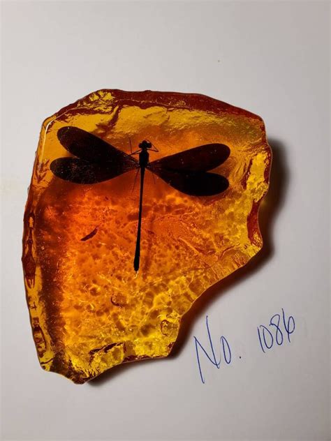 Dragonfly In Amber Resin Size Medium Rock For Outlander By Diana