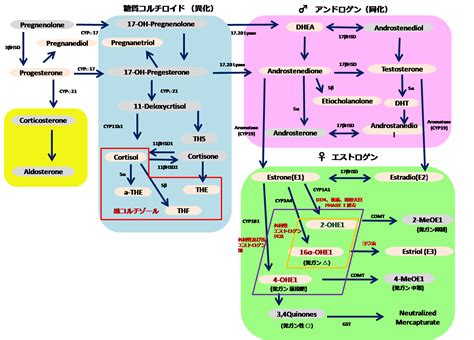 副腎疲労は『結果』である 京橋ウェルネスクリニック（宮澤医院）