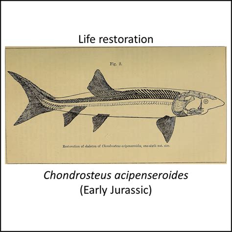 Sturgeon And Paddlefish Stem Group