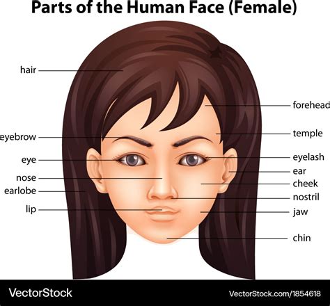 Human face Royalty Free Vector Image - VectorStock