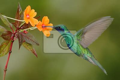 Colibri Verde E Azul Violetear Sparkling Voando Ao Lado Da Flor