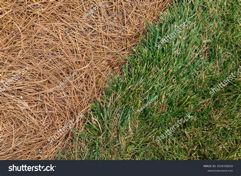 Close View Grassy Area Alongside Area Stock Photo 2058768830 | Shutterstock