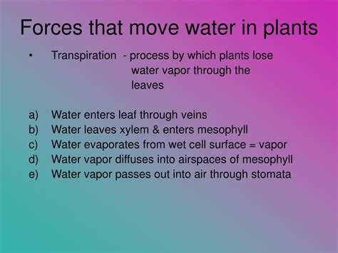 Ppt Water Movement In Plants Powerpoint Presentation Free Download Id 2941400