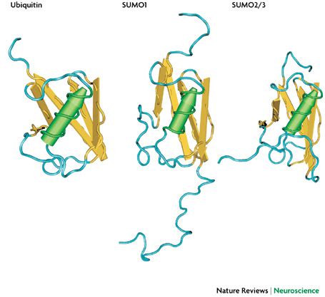 Comparison Of The Three Dimensional Structures Of Ubiquitin Sumo And