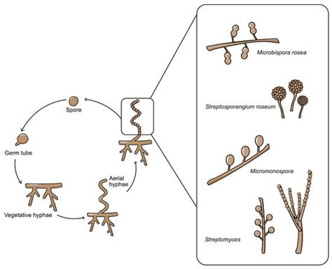 Bioactive Metabolites From Terrestrial And Marine Actinomycetes