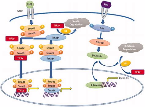 Full Article Transcriptional Intermediary Factor 1 Tif1 And Anti