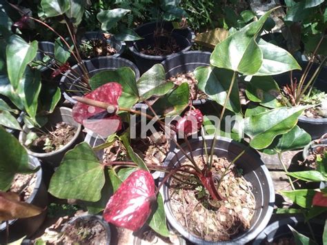 Black Cardinal Anthuriam For Sale In Matara City Ikman