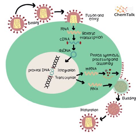 Viral Life Cycle Chemtalk