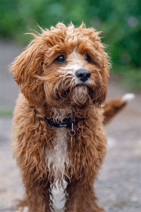 Best Quality Cavapoo Puppies For Sale in Singapore (December 2024)