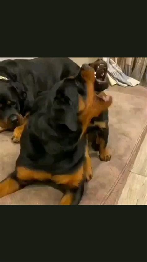 Rottweiler Puppy Playing Rottweiler Puppies Dog Breed Art