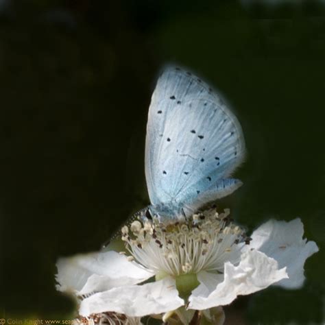 Postcards From Sussex Mill Hill Butterfly Boom