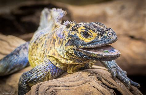 Philippine sailfin lizard l Remarkable - Our Breathing Planet