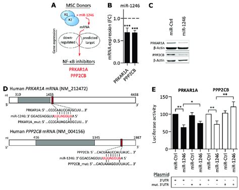 Mir Directly Targets Prkar A And Ppp Cb A Schematic Overview Of