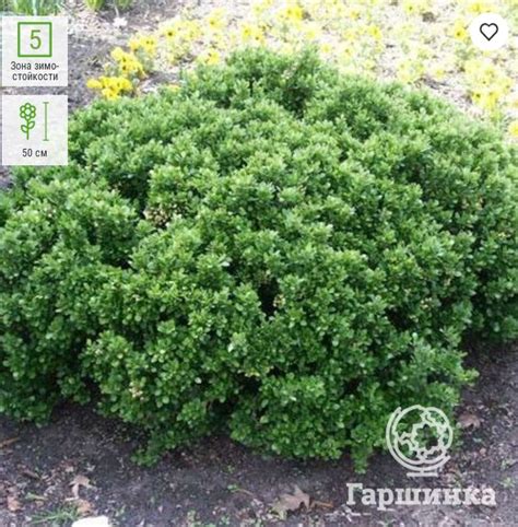 Барбарис Нана: описание сорта, характеристики, агротехника посадки и ...