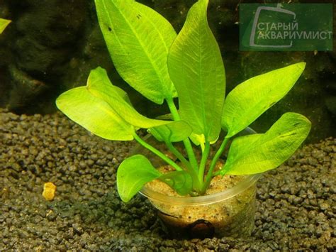 Echinodorus horizontalis | Московские Аквариумные Растения