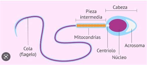 dibujo de espermatozoide con sus partes ES PARA MAÑANA Brainly lat