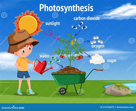 Diagram Of Photosynthesis For Biology And Life Science Education Stock