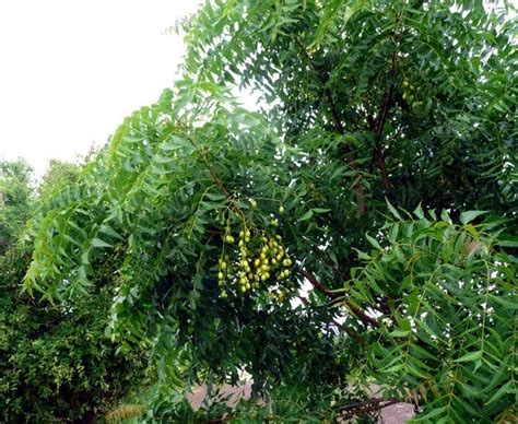 Hiking Curaçao Flora And Fauna Nim Tree