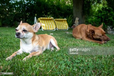 Giant Chihuahua Photos And Premium High Res Pictures Getty Images