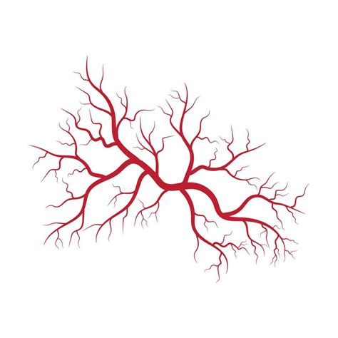 Human veins and arteries illustration 13614965 Vector Art at Vecteezy