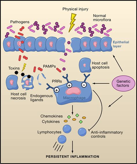 Innate Immunity Gone Awry Linking Microbial Infections To Chronic