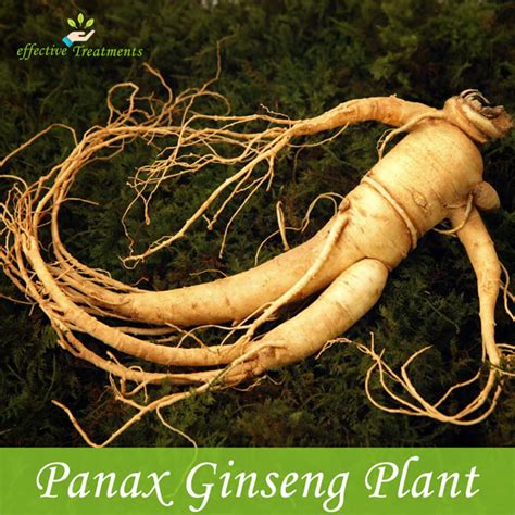 10 Crucial Panax Ginseng Health Benefits 5 Is Private