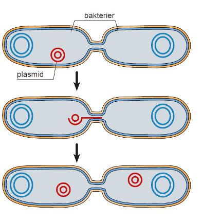 Mikrobiologi Sem Bakterier Gbs Parasitter Flashcards Quizlet