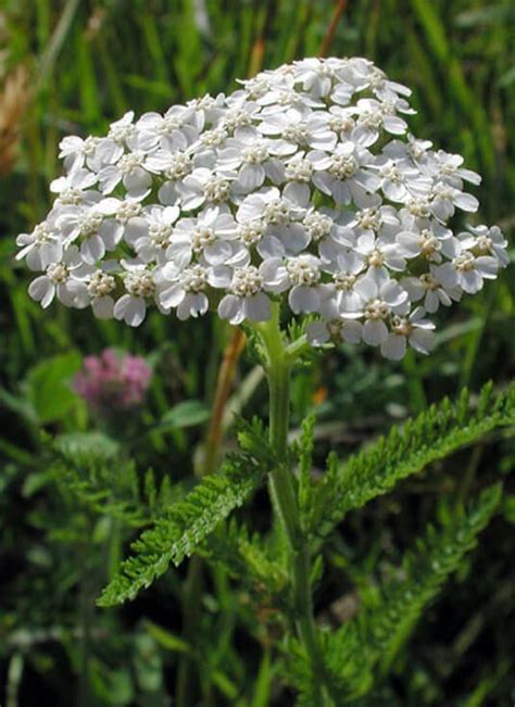 Milenrama O Hierba Del Carpintero Achillea Millefolium En Madrid