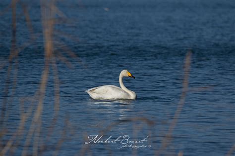 Cygne Chanteur Cygnus Cygnus Whooper Swan Norbert Bosset Flickr