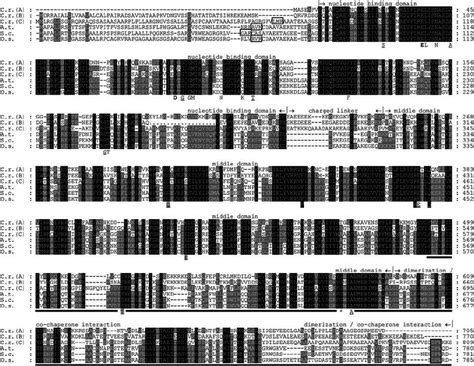 Alignment Of Hsp Protein Sequences Aligned Are Amino Acid Sequences