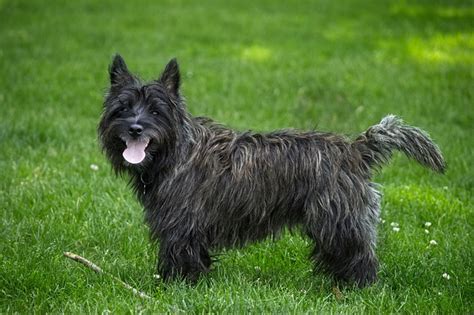 The Cairn Terrier A Feisty And Loyal Canine Companion