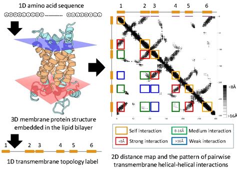 Transmembrane Topology Identification By Fusing Evolutionary And Co