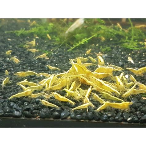 Krewetka Neocaridina YELLOW NEON GOLDEN LINE 10 Szt E Krewetki