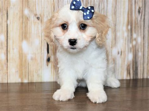 Cavachon Puppies Pets N Pals Staunton Va