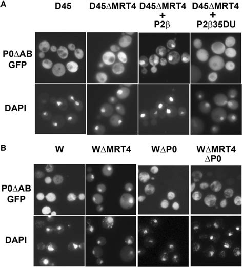 Effect Of The P1 And P2 Proteins On The Cellular Distribution Of P0Δab