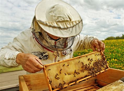 Api E Agricoltura Estesa La Raccolta Firme Per L Iniziativa Europea